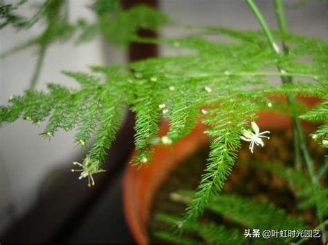 文竹開花風水